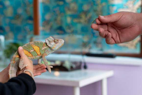 Eco-Friendly Exotic Pet Care: How to Responsibly Care for Reptiles Eco-Friendly Exotic Pet Care: How to Responsibly Care for Reptiles