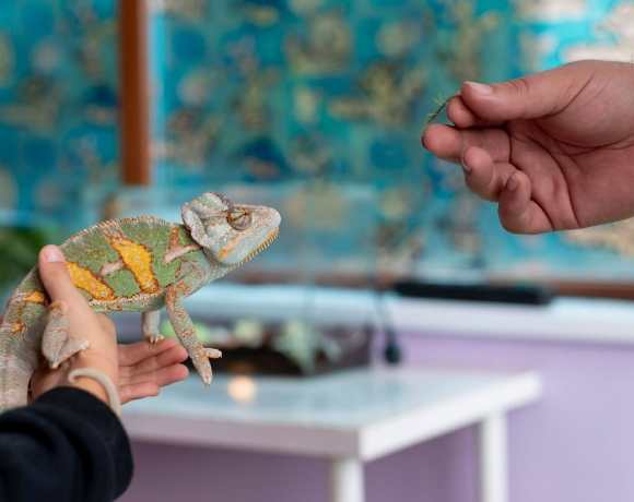 Eco-Friendly Exotic Pet Care: How to Responsibly Care for Reptiles Eco-Friendly Exotic Pet Care: How to Responsibly Care for Reptiles