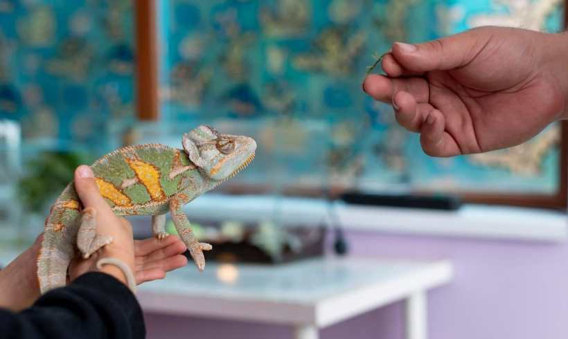 Eco-Friendly Exotic Pet Care: How to Responsibly Care for Reptiles