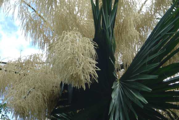 Talipot palm (Wikimedia Commons)