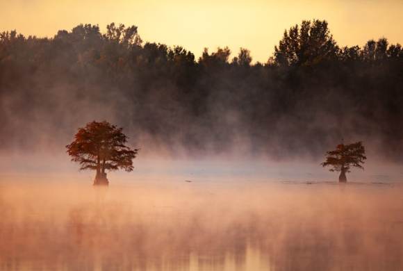 Two trees in misty water at sunrise