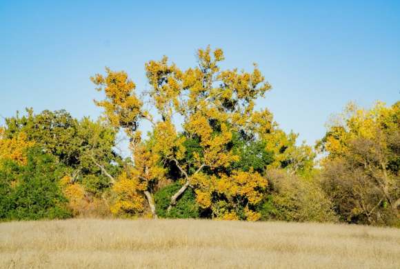 a grassy field with trees in the background
