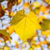 How Sycamore Seeds Grew Into New Trees