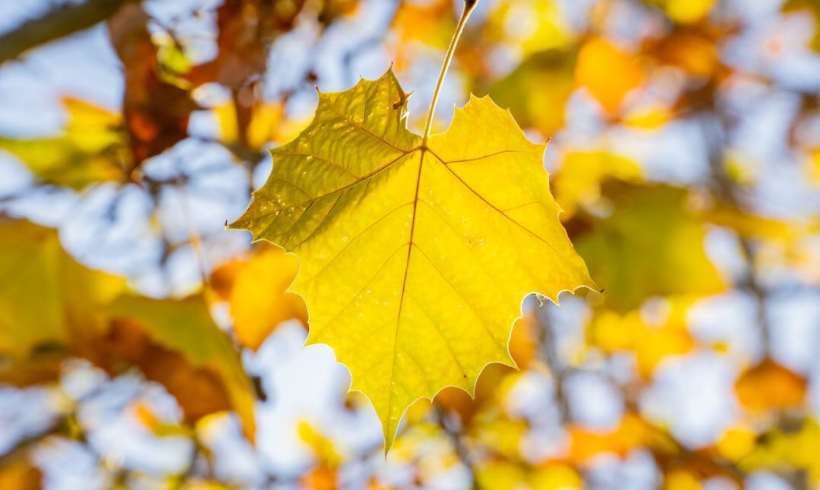 How Sycamore Seeds Grew Into New Trees