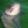 Vaquita Is Losing Its Last Protection