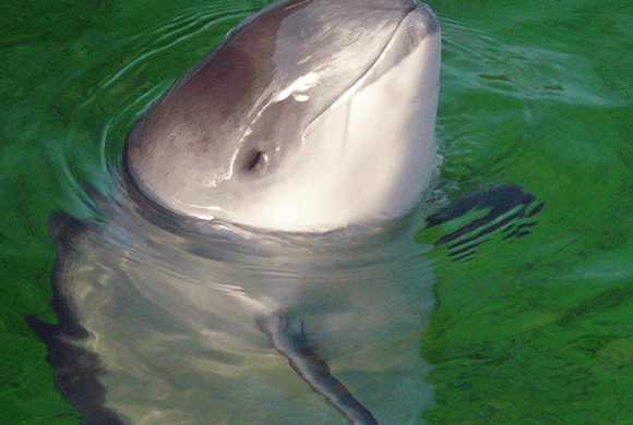 Vaquita Is Losing Its Last Protection