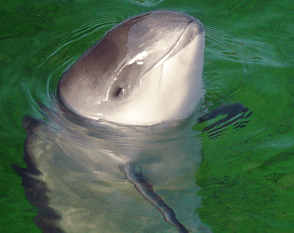 Vaquita Is Losing Its Last Protection