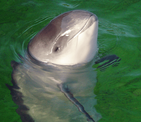 Vaquita Is Losing Its Last Protection