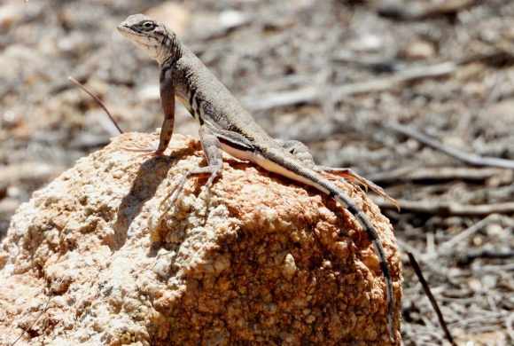 a lizard sitting on top of a rock