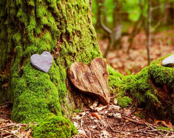 Return to the Earth: Green Burial and End-of-Life Options