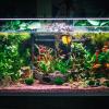 A Guide to Aquarium Lighting: 5 Best Ways to Keep Your Aquarium Ecosystems Thriving