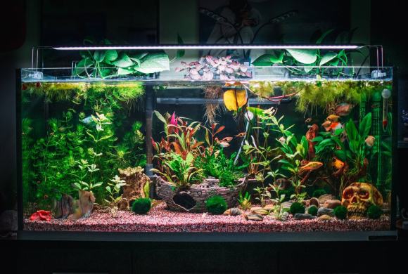 A Guide to Aquarium Lighting: 5 Best Ways to Keep Your Aquarium Ecosystems Thriving