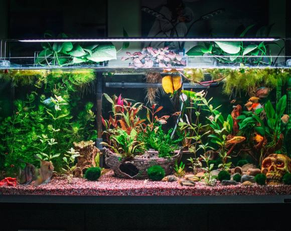 A Guide to Aquarium Lighting: 5 Best Ways to Keep Your Aquarium Ecosystems Thriving