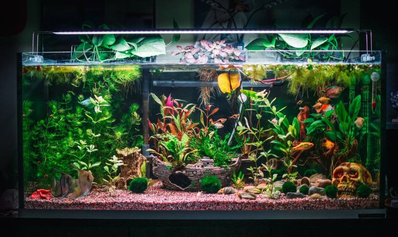 A Guide to Aquarium Lighting: 5 Best Ways to Keep Your Aquarium Ecosystems Thriving