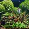 The Complete Guide to Buying Live Aquatic Plants Online: What Actually Matters and How to Avoid the 5 Common Pitfalls