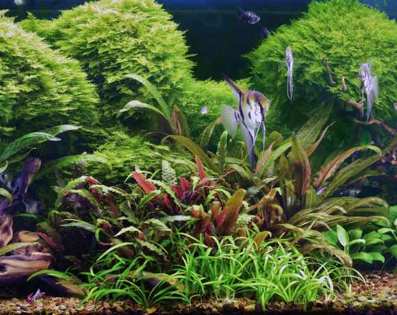 The Complete Guide to Buying Live Aquatic Plants Online: What Actually Matters and How to Avoid the 5 Common Pitfalls