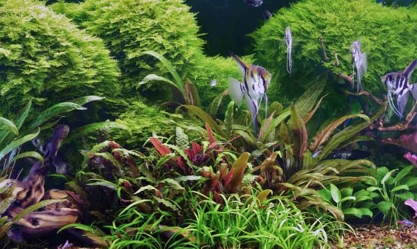 The Complete Guide to Buying Live Aquatic Plants Online: What Actually Matters and How to Avoid the 5 Common Pitfalls