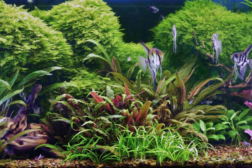 The Complete Guide to Buying Live Aquatic Plants Online: What Actually Matters and How to Avoid the 5 Common Pitfalls