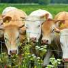 How to Assess Fencing Durability and Select the Best Type for Modern Cattle Farming