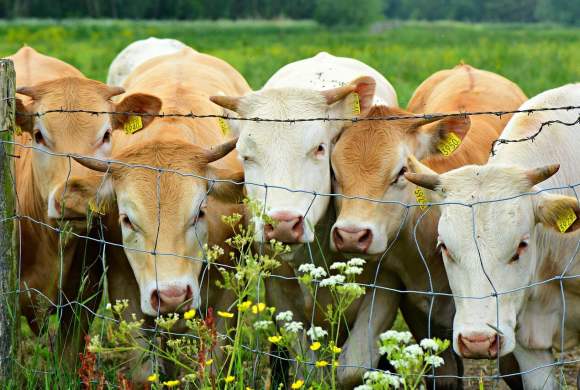 How to Assess Fencing Durability and Select the Best Type for Modern Cattle Farming