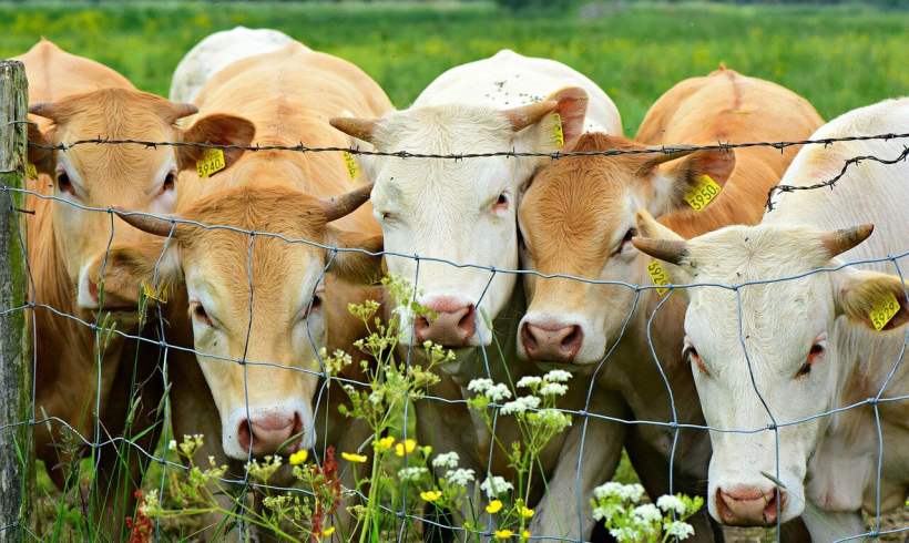 How to Assess Fencing Durability and Select the Best Type for Modern Cattle Farming