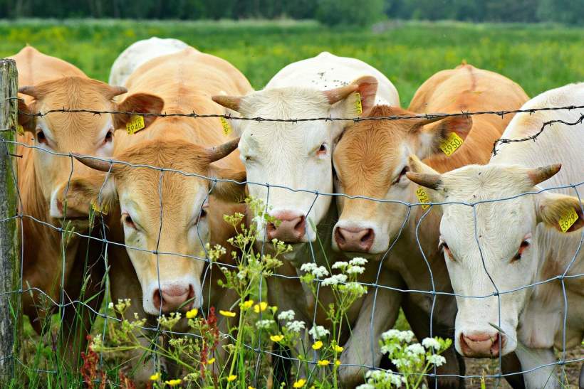 How to Assess Fencing Durability and Select the Best Type for Modern Cattle Farming