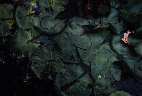 water lilies