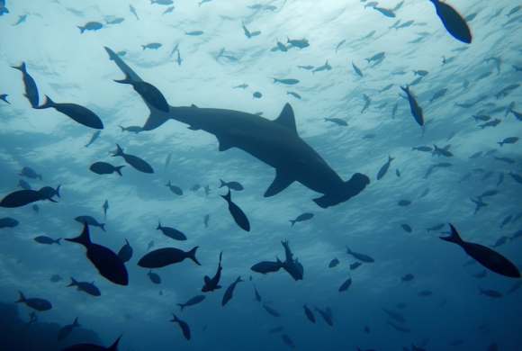 a large group of fish swimming in the ocean