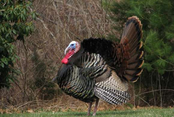 black and white wild turkey outdoor during daytime