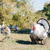 Housing and Fencing Requirements for Raising Healthy Turkeys