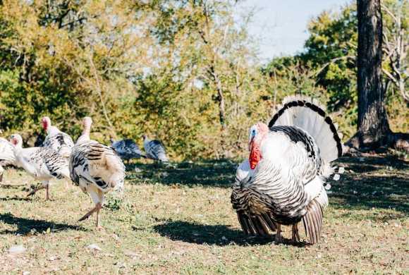 Housing and Fencing Requirements for Raising Healthy Turkeys
