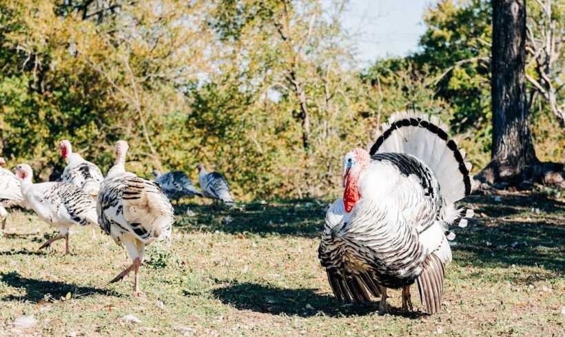 Housing and Fencing Requirements for Raising Healthy Turkeys Housing and Fencing Requirements for Raising Healthy Turkeys