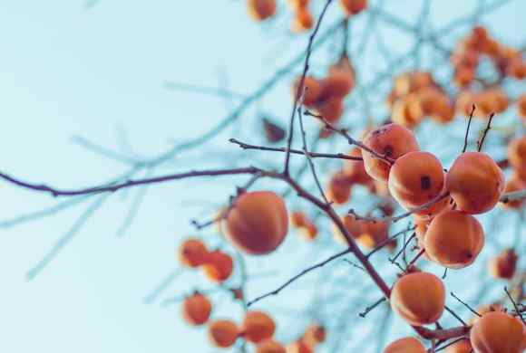 Persimmons and How to Make It Special