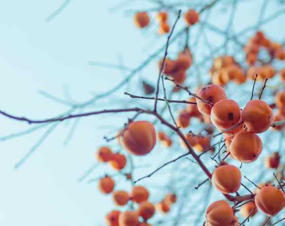 Persimmons and How to Make It Special Persimmons and How to Make It Special
