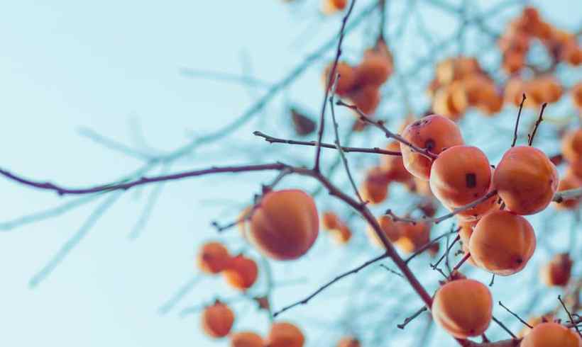 Persimmons and How to Make It Special