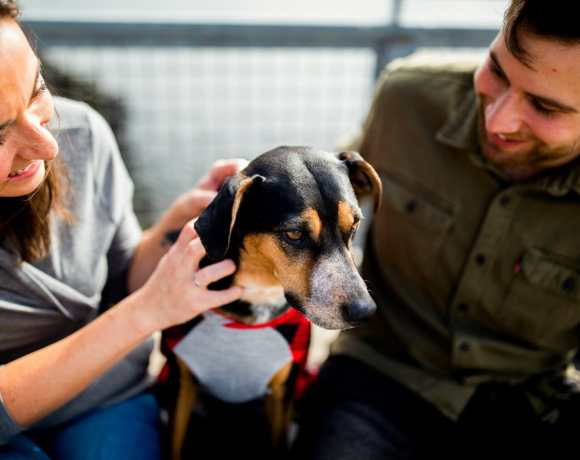 How to Build a Pet Emergency Kit: Step-by-Step Disaster Preparedness Guide