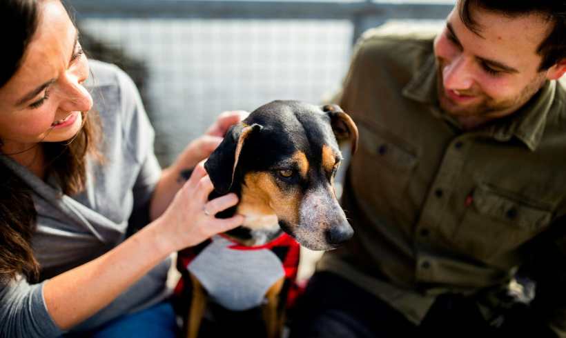 How to Build a Pet Emergency Kit: Step-by-Step Disaster Preparedness Guide