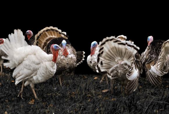 several white peacocks