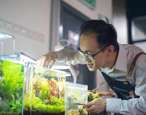 What Is the Best Place to Buy Live Aquatic Plants Online?