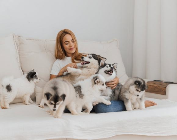 The Hidden Genetic Crisis Behind Designer Dogs: What Puppy Mills Don’t Tell You The Hidden Genetic Crisis Behind Designer Dogs: What Puppy Mills Don’t Tell You