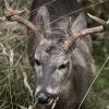 Patagonia’s Fight to Save the Endangered Huemul Deer