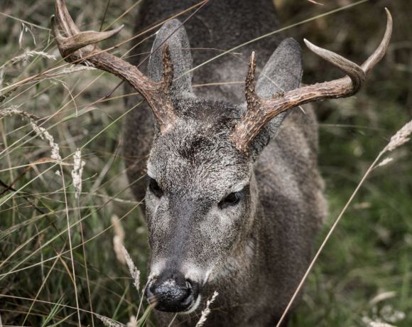 Patagonia’s Fight to Save the Endangered Huemul Deer Patagonia’s Fight to Save the Endangered Huemul Deer