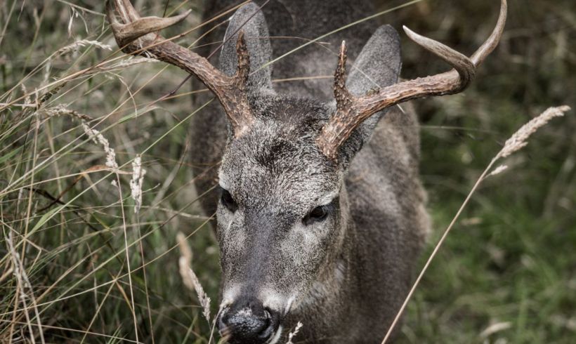 Patagonia’s Fight to Save the Endangered Huemul Deer Patagonia’s Fight to Save the Endangered Huemul Deer