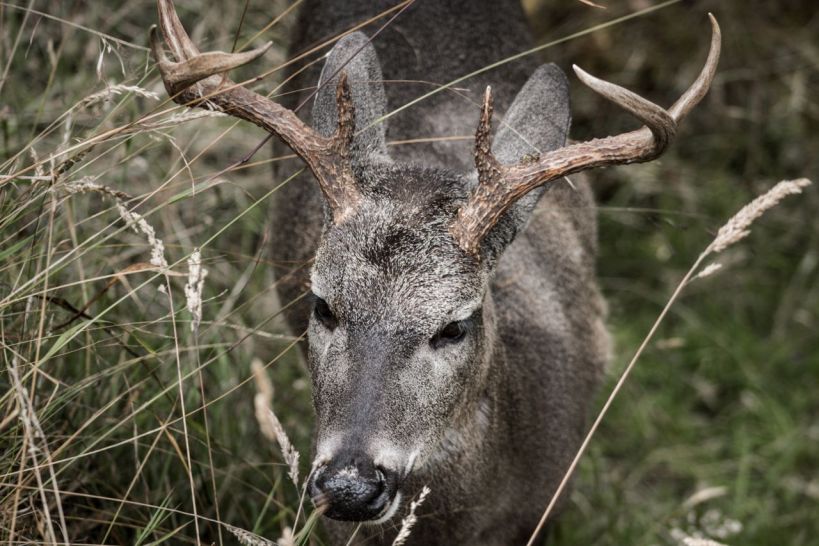 Patagonia’s Fight to Save the Endangered Huemul Deer Patagonia’s Fight to Save the Endangered Huemul Deer