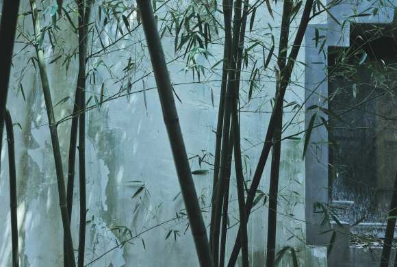 Should We Start Questioning Bamboo? Should We Start Questioning Bamboo?