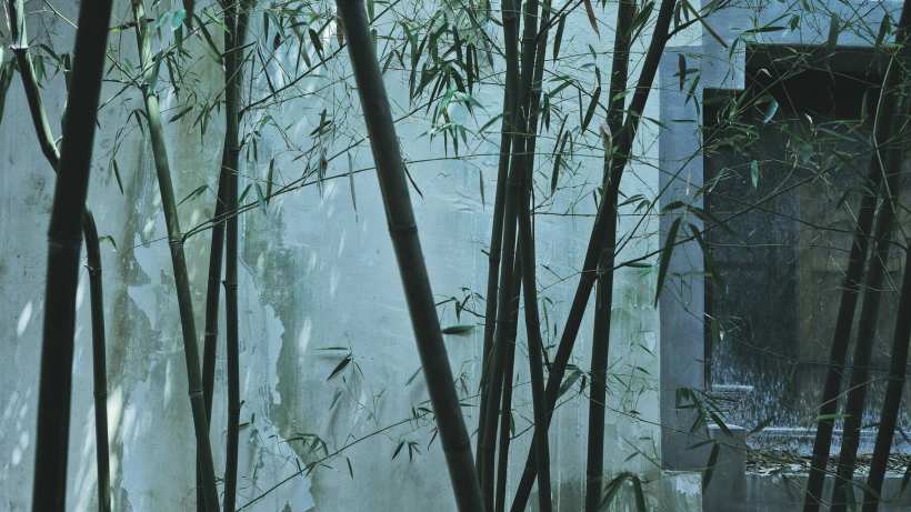 Should We Start Questioning Bamboo? Should We Start Questioning Bamboo?