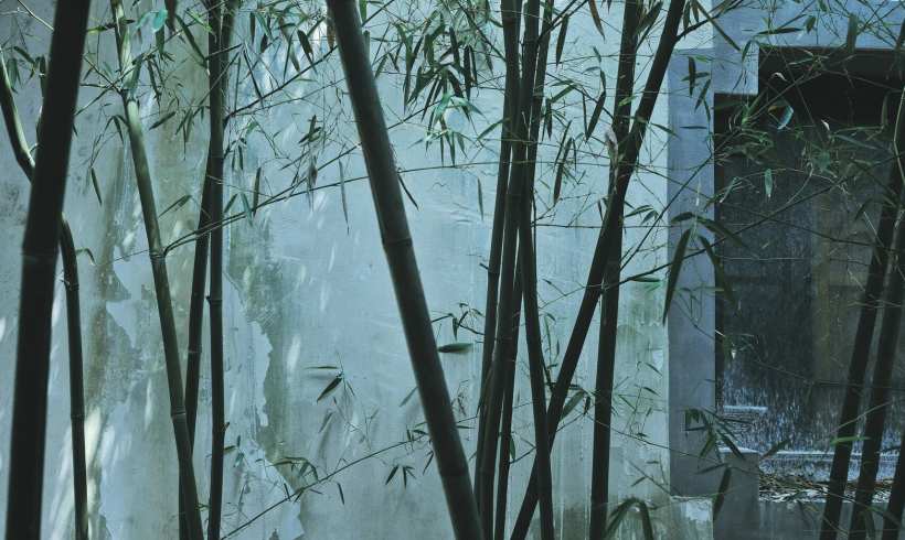 Should We Start Questioning Bamboo?