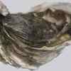The Race To Save Hong Kong’s Oysters