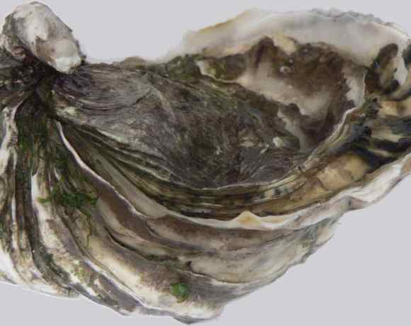 The Race To Save Hong Kong’s Oysters