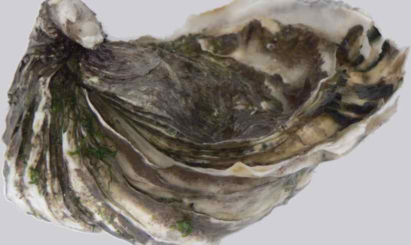 The Race To Save Hong Kong’s Oysters The Race To Save Hong Kong’s Oysters